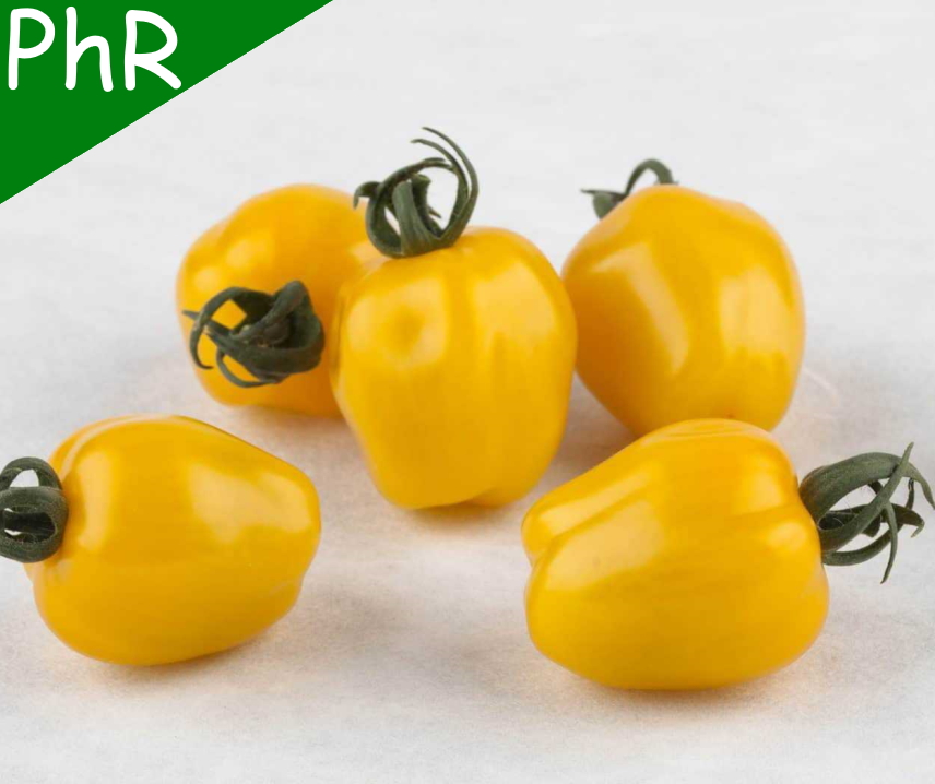 Appleberry Yellow F1 <p><p><small> 
 gelbe, ertragreiche Cocktailtomate mit außergewöhnlicher Apfel- bzw. Erdbeerform. Hervorragender Geschmack mit hohem Zuckergehalt und relativ fester Biss. Vielfach resistent, nach 2 überzeugenden Testjahren 2023 neu im Angebot! </small></p></p>
  
  
