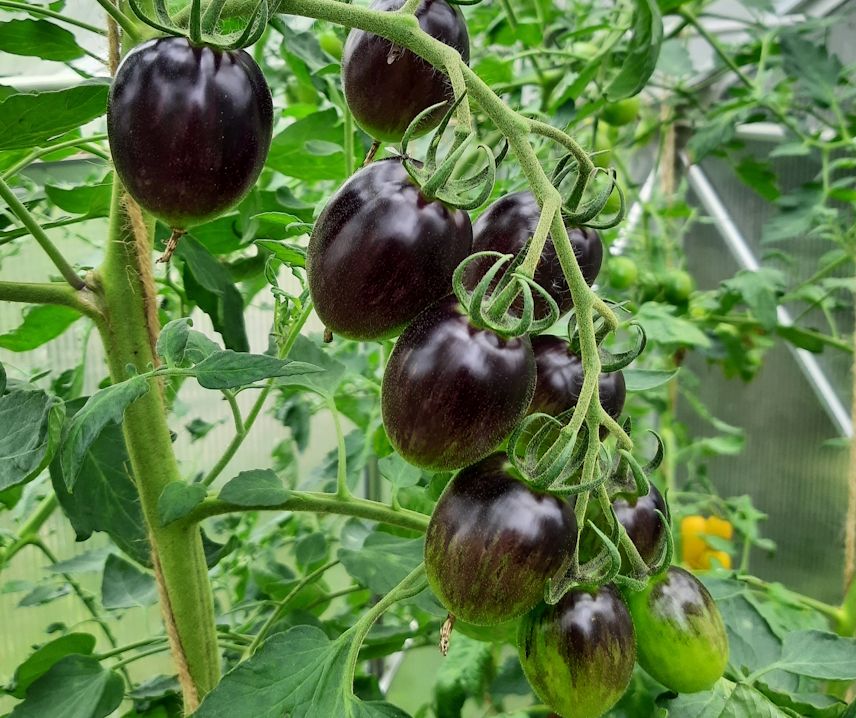 Blackmoon F1 <p><p><small> 
 schwarz-violette Cocktailtomate, hervorragender Geschmack, 4-5 cm rund ovale Früchte, in meinem Versuchsanbau hervorragende Krautgesundheit und Widerstandsfähigkeit gehen Krautfäule, deshalb meine SORTE DES JAHRES 2026! </small></p></p>
  
  

