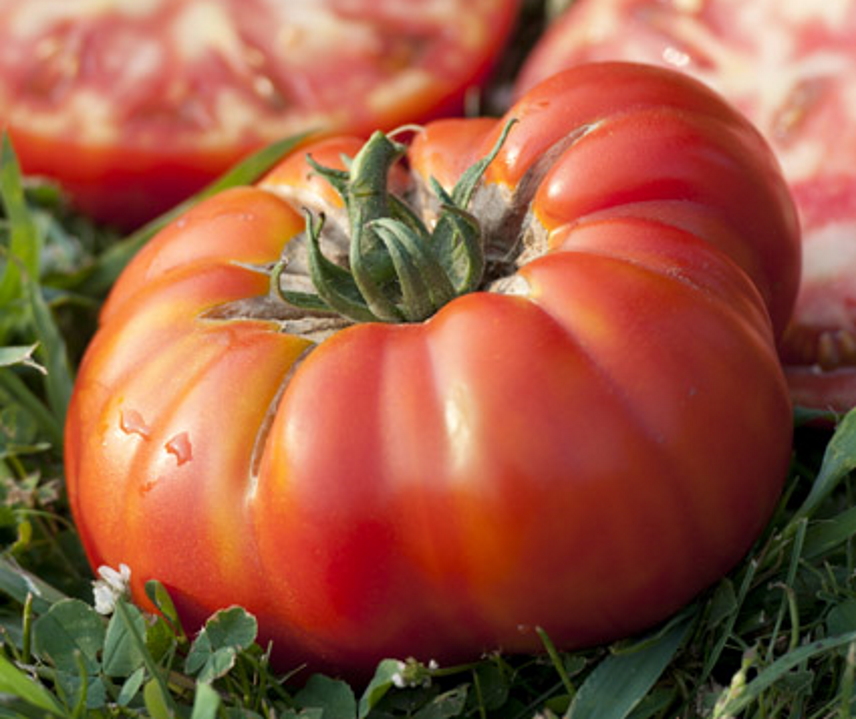 Buffalosteak F1 <p><p><small> 
 rote Fleischtomate, früh und ertragreich, exzellenter Geschmack, die Pflanze wächst sehr gesund, ist resistent gegen Mosaikvirus, Fusarium, Verticillium und Nematodenbefall. Meine Lieblingssorte!  </small></p></p>
  
  
