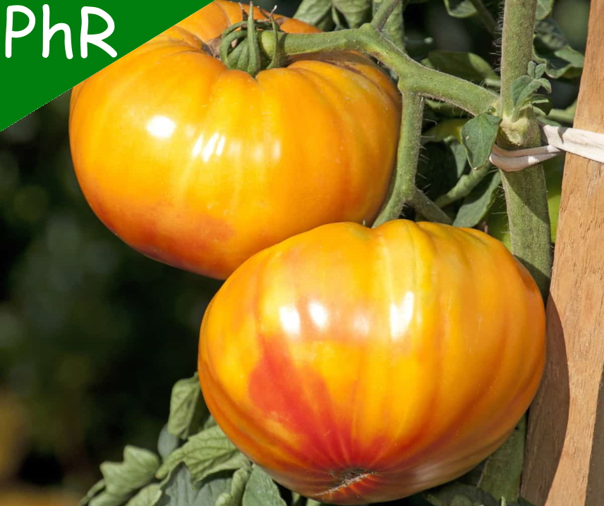 Buffalosun F1 <p><p><small> 
 gelb-rot geflammte neue Fleischtomatensorte mit vielfachen Resistenzen. Sehr schmackhaft, wegen vielfachen Resistenzen ideal für den Freilandanbau geeignet. Ausgezeichnet als AAS-Winner 2020 in den USA.</small></p></p>
  
  
