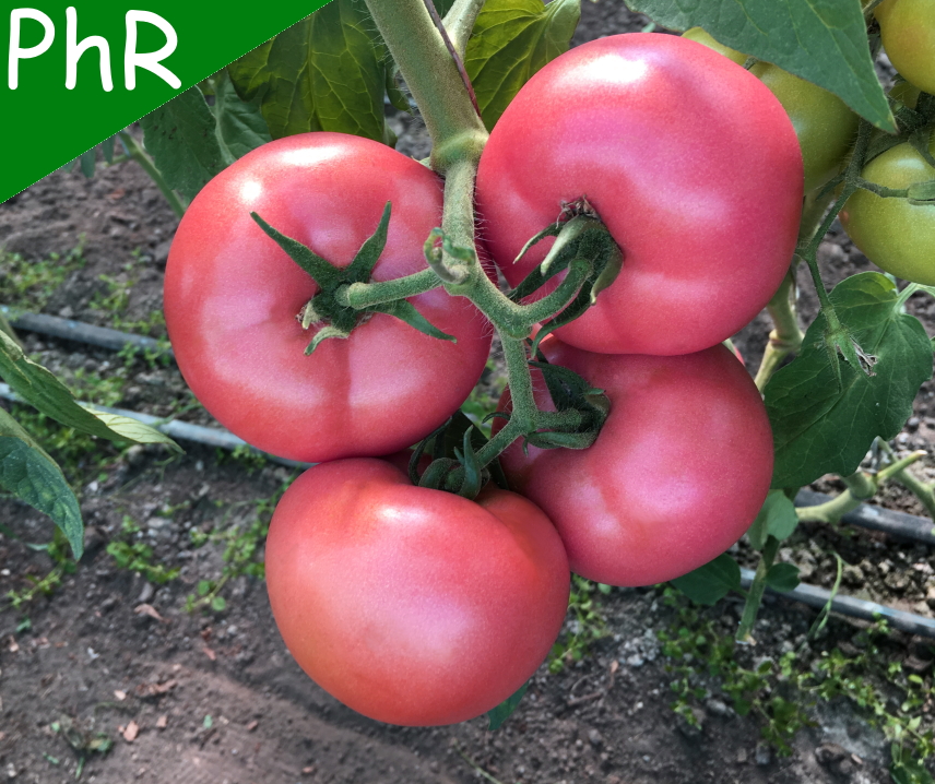 Honeymoon F1 <p><p><small> 
 pinkfarbene Fleischtomate, Früchte mit ca. 250 g wie eine große Salattomate, herausragender Geschmack, uniform, platzfest und robust. Durch vielfache Resistenzen ideal für den Freilandanbau geeignet. Meine neue Lieblingstomate!</small></p></p>
  
  
