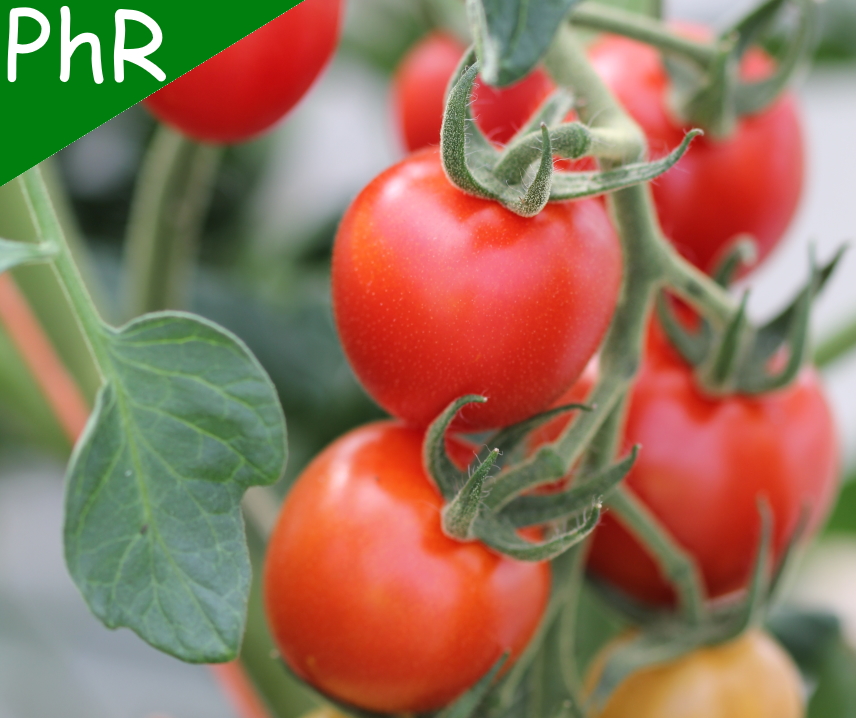 Mountain Magic F1 <p><p><small> 
 rote runde Früchte, Größe zwischen Cocktail- und kleiner Salattomate. Guter Geschmack, innovative Sorte mit zahlreichen Resistenzen, hervorragend geeignet für den Freilandanbau. </small></p></p>
  
  
