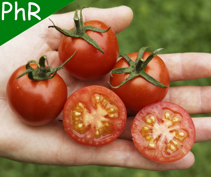 Primabella <p><p><small> 
 rote Cocktailtomate, Früchte mit ca. 30 g in Trauben, sehr hohe Resistenz gegen die Kraut- und Braunfäule, sehr ausgewogener Tomatengeschmack, sehr wüchsig und ausgezeichnet freilandtauglich.</small></p></p>
  
  
