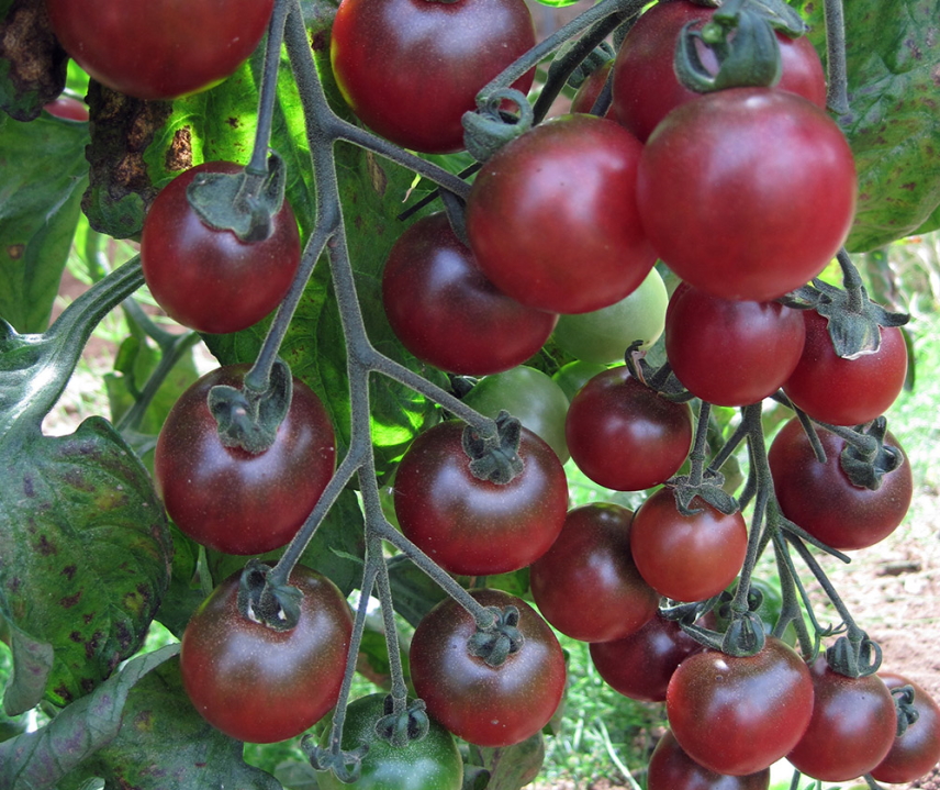 Rosella <p><p><small> 
 purpurfarbene Früchte mit grünlichem Rücken, Gourmettomate, hoher Zuckergehalt, ausgewogene Säure und fruchtiger Geschmack, seit vielen Jahren im Anbau, die Lieblingssorte meiner Frau </small></p></p>
  
  
