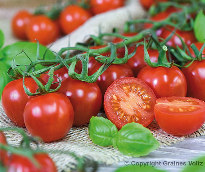 Rubylicious F1 <p><p><small> 
 Kirschtomate mit roten, etwa 15 Gramm schweren Früchten. Ausgesprochen guter Geschmack mit hohem Zuckergehalt. Vital mit verschiedenen Resistenzen auch gegen Kraut- und Braunfäule, sehr gute Freilandeignung.</small></p></p>
  
  
