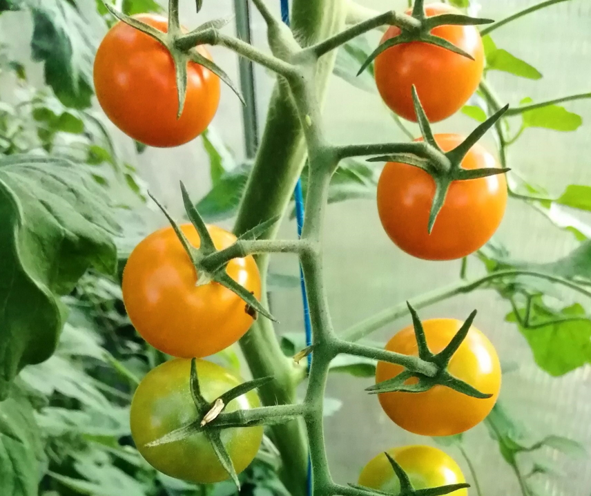 Sungold F1 <p><p><small> 
 orangene runde Früchte, wüchsige Pflanze, früheste Sorte aus meinem Angebot, gilt als weltweit bestschmeckende Cherrytomate, seit vielen Jahren eine meiner Lieblingssorten </small></p></p>
  
  
