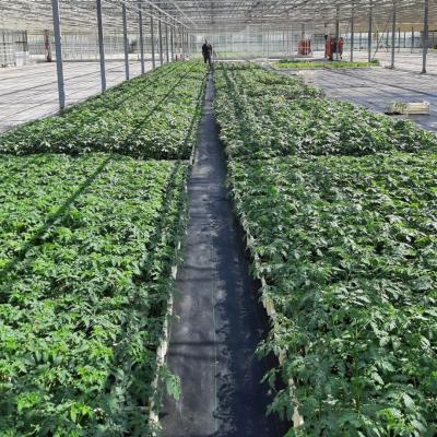 Kisten Jungpflanzen 1