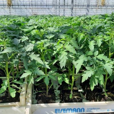 Kisten Jungpflanzen 2